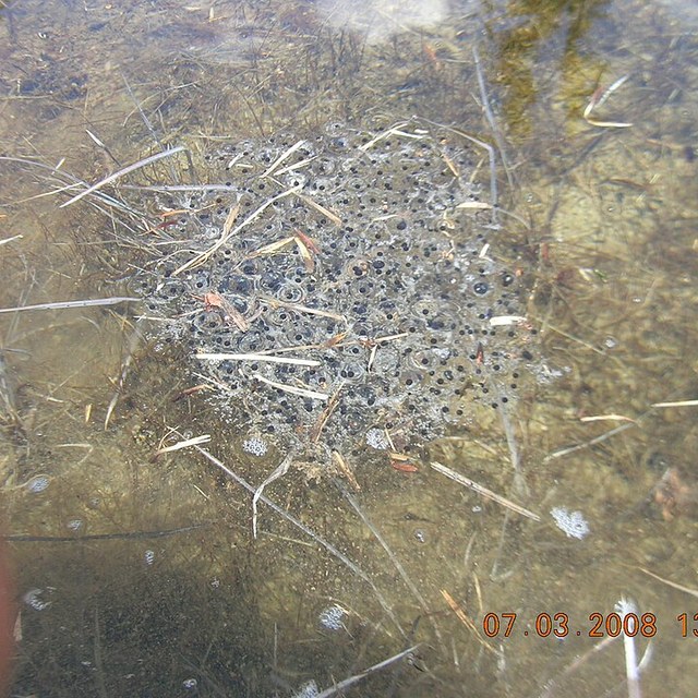 Frog spawn — the egg stage